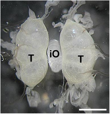 The Exact Timing of Microinjection of Parthenogenetic Silkworm Embryos Is Crucial for Their Successful Transgenesis